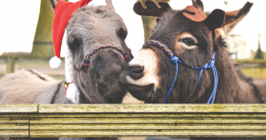 Look a Gift Horse in the Mouth